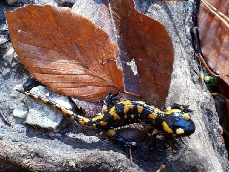 Slovak Paradise national park - Suchá Belá gorge - fire salamander (Salamandra salamandra)